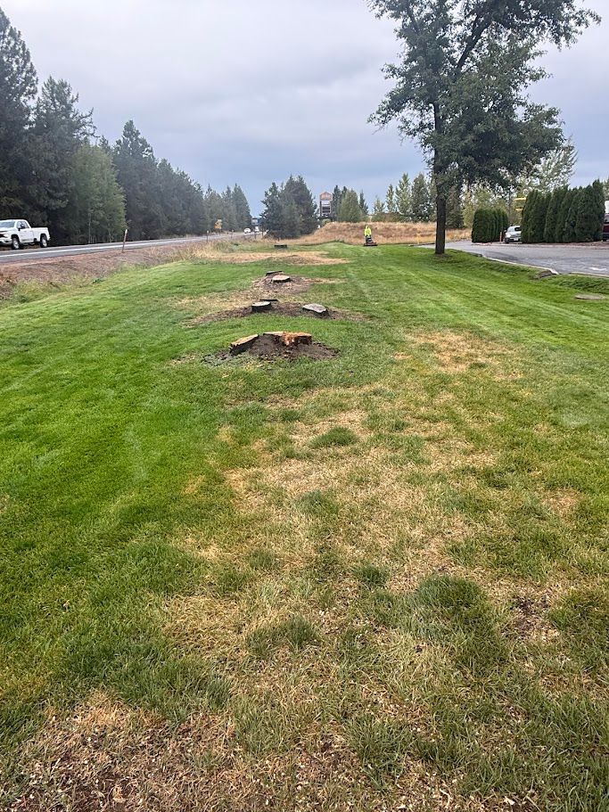 Row of cut tree stumps along a roadside lawn strip in Deer Park, Washington, before stump grinding